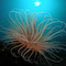 Anemone Worm